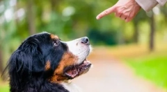Куче во куќата: како да станете водич за милениче